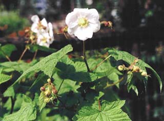 thimbleberry